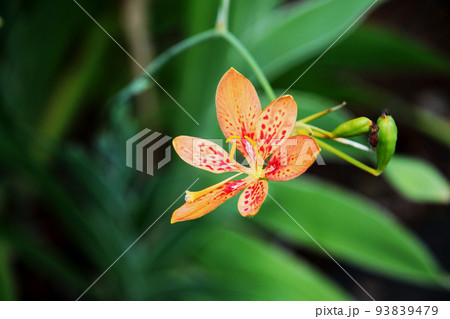 ヒオウギの花 93839479