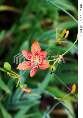 ヒオウギの花 ヒオウギの花 93839486