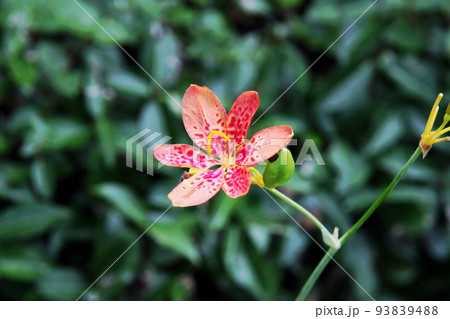 ヒオウギの花 ヒオウギの花 93839488