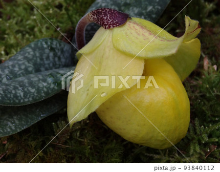 パフィオペディルム・アルメニアクム Paphiopedilum armeniacum パフィオペディルム・アルメニアクム Paphiopedilum armeniacum 93840112