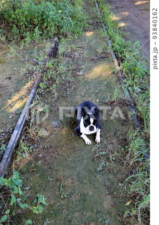 西武安比奈線の廃線跡沿いを楽しく散歩しながら線路内に伏せて休む可愛いボストンテリアのマイティ君♡ 93840162