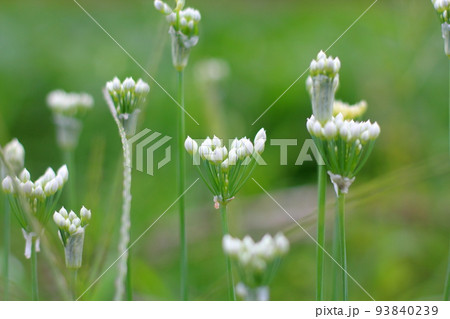 ガーリックチャイブの花の接写 93840239