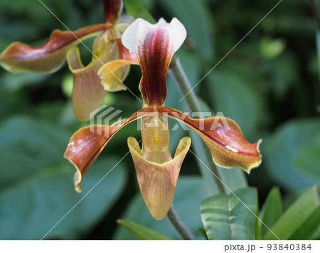 パフィオペディルム・ビローサム Paphiopedilum villosum パフィオペディルム・ビローサム Paphiopedilum villosum 93840384