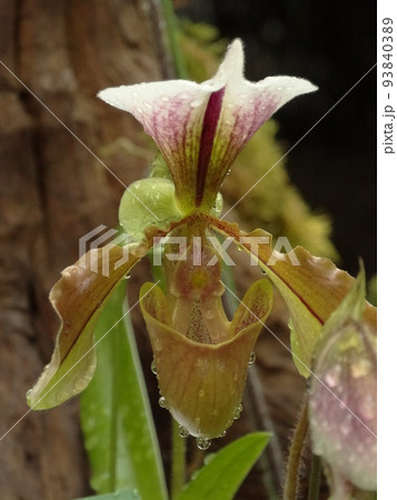 パフィオペディルム・ビローサム Paphiopedilum villosum パフィオペディルム・ビローサム Paphiopedilum villosum 93840389