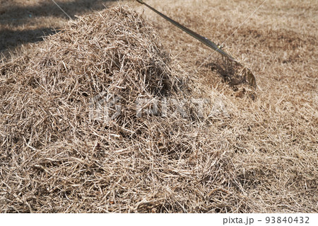 芝のサッチング05 93840432