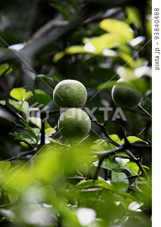 カラタチの実 カラタチの実 93840468