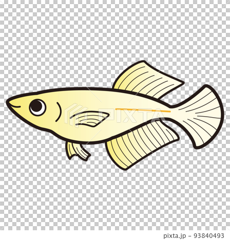 金鱂魚的插圖 金鱂魚的插圖 93840493