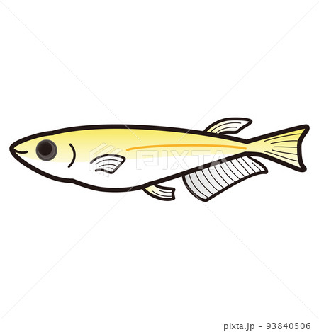 黄色パンダメダカのイラスト 93840506