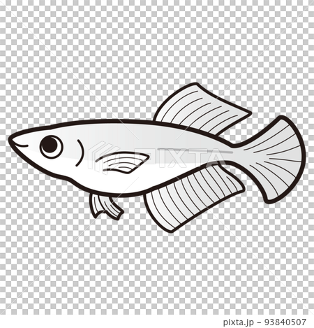 白ヒカリメダカのイラスト 白ヒカリメダカのイラスト 93840507