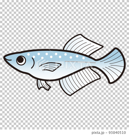 蹩腳的藍光鱂魚的插圖 蹩腳的藍光鱂魚的插圖 93840510