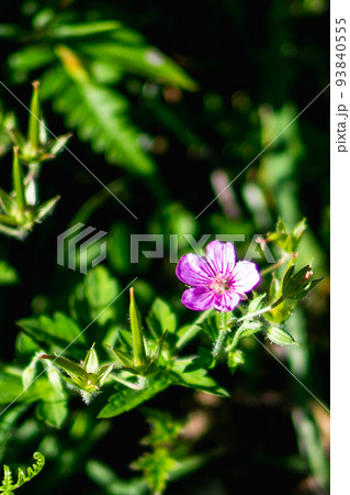 岐阜県の北アルプスのしらかば平に咲く紅いゲンノショウコ 岐阜県の北アルプスのしらかば平に咲く紅いゲンノショウコ 93840555