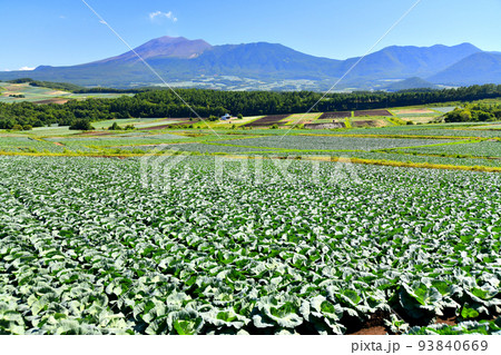 嬬恋村より浅間山方面を望む(群馬県嬬恋村)【2022.8】 93840669