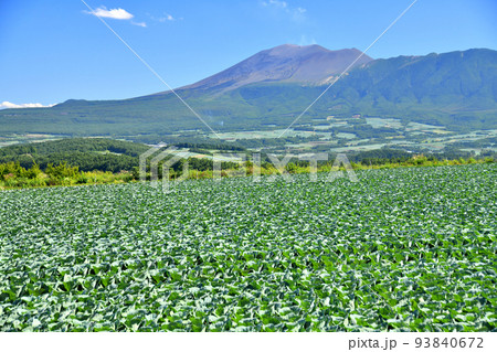嬬恋村より浅間山方面を望む(群馬県嬬恋村)【2022.8】 93840672