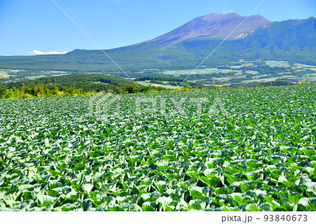 嬬恋村より浅間山方面を望む(群馬県嬬恋村)【2022.8】 93840673