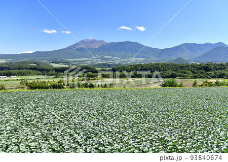 嬬恋村より浅間山方面を望む(群馬県嬬恋村)【2022.8】 93840674