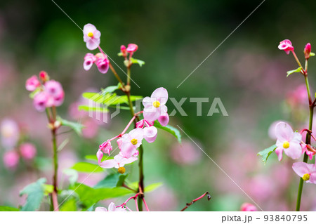 埼玉県ときがわ町 シュウカイドウ 埼玉県ときがわ町 シュウカイドウ 93840795