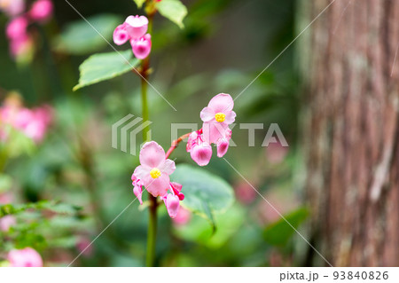 埼玉県ときがわ町 シュウカイドウ 埼玉県ときがわ町 シュウカイドウ 93840826