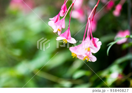 埼玉県ときがわ町 シュウカイドウ 埼玉県ときがわ町 シュウカイドウ 93840827