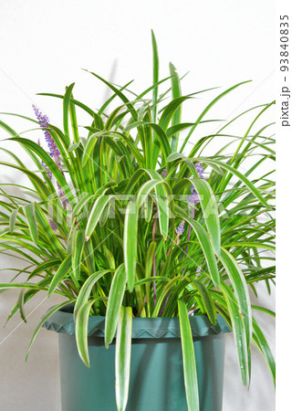 ヤブラン 鉢植え ヤブラン 鉢植え 93840835