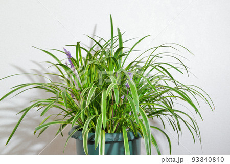 ヤブラン 鉢植え ヤブラン 鉢植え 93840840