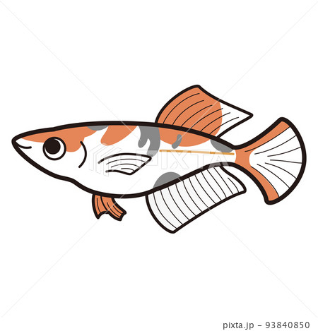 三色ヒカリメダカのイラスト 三色ヒカリメダカのイラスト 93840850