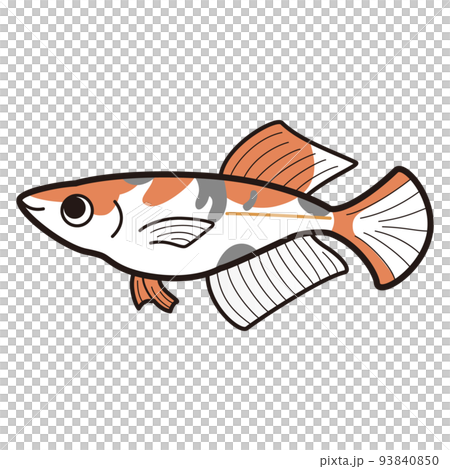 三色ヒカリメダカのイラスト 三色ヒカリメダカのイラスト 93840850