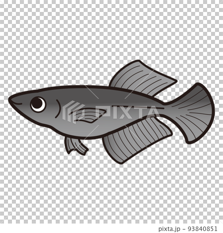 Illustration of Black Hikari Medaka 93840851