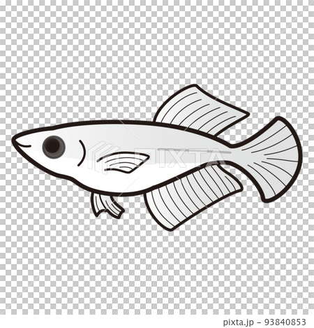 パンダ白ヒカリメダカのイラスト 93840853