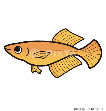 東天光ヒカリメダカ（朱赤）のイラスト 93840854