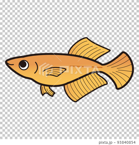 東天光ヒカリメダカ（朱赤）のイラスト 93840854