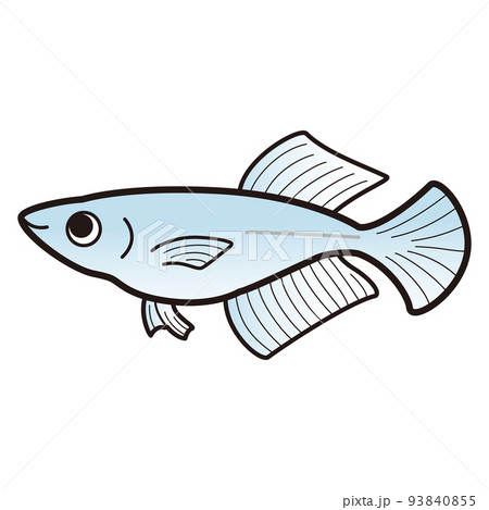 青ヒカリメダカのイラスト 93840855