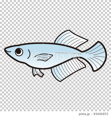 Illustration of Blue Hikari Medaka 93840855