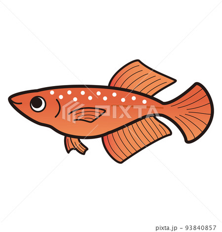 ラメ赤ヒカリメダカのイラストのイラスト素材