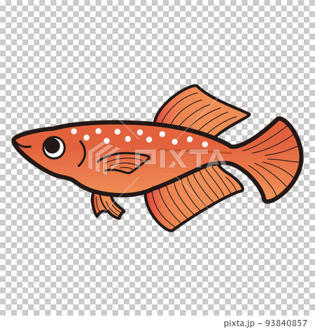 跛腳紅燈鱂魚的插圖 93840857