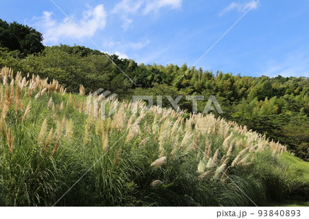 松川湖のすすき 松川湖のすすき 93840893