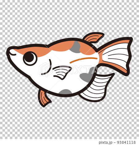 三色達摩鱂魚插圖 三色達摩鱂魚插圖 93841118