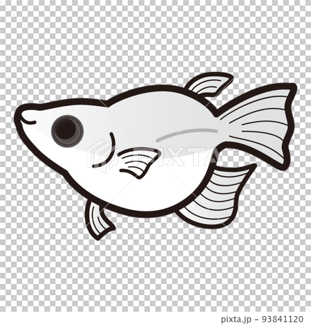 熊貓白達摩鱂魚的插圖 熊貓白達摩鱂魚的插圖 93841120