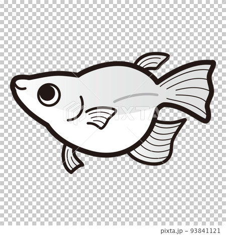 白色達摩鱂魚的插圖 白色達摩鱂魚的插圖 93841121