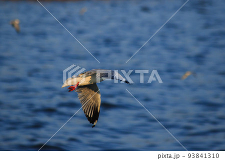 Brown-headed Gull is found along the coast or estuary. Find food by swimming or hovering over floating food. Brown-headed Gull is found along the coast or estuary. Find food by swimming or hovering over floating food. 93841310
