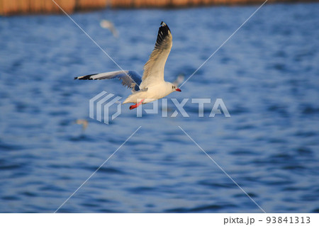 Brown-headed Gull is found along the coast or estuary. Find food by swimming or hovering over floating food. Brown-headed Gull is found along the coast or estuary. Find food by swimming or hovering over floating food. 93841313