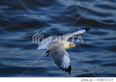 Brown-headed Gull is found along the coast or estuary. Find food by swimming or hovering over floating food. Brown-headed Gull is found along the coast or estuary. Find food by swimming or hovering over floating food. 93841314