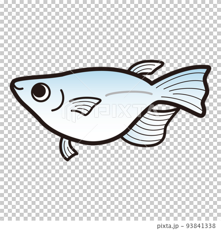 青半ダルマメダカのイラスト 93841338