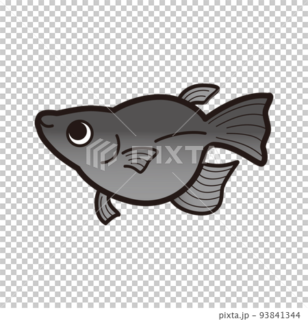 黑色達摩鱂魚的插圖 93841344