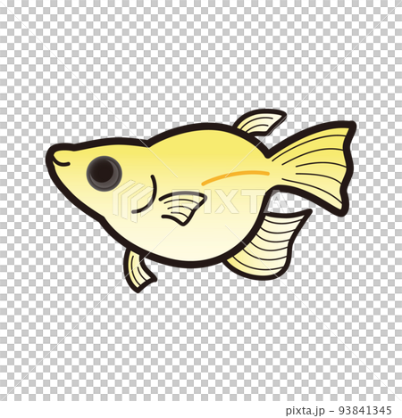 Illustration of panda golden daruma killifish Illustration of panda golden daruma killifish 93841345