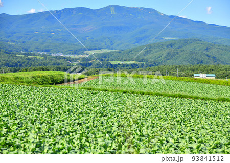 嬬恋村より草津白根山方面を望む(群馬県嬬恋村)【2022.8】 93841512