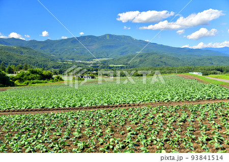 嬬恋村より草津白根山方面を望む(群馬県嬬恋村)【2022.8】 嬬恋村より草津白根山方面を望む(群馬県嬬恋村)【2022.8】 93841514