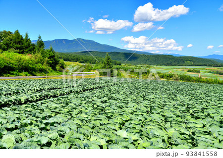 つまごいパノラマライン(嬬恋村)より草津白根山方面を望む(群馬県嬬恋村)【2022.8】 つまごいパノラマライン(嬬恋村)より草津白根山方面を望む(群馬県嬬恋村)【2022.8】 93841558