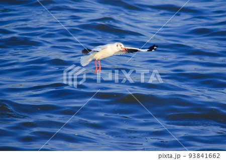 Brown-headed Gull is found along the coast or estuary. Find food by swimming or hovering over floating food. 93841662