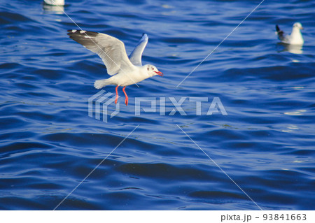 Brown-headed Gull is found along the coast or estuary. Find food by swimming or hovering over floating food. 93841663