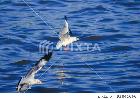 Brown-headed Gull is found along the coast or estuary. Find food by swimming or hovering over floating food. 93841666